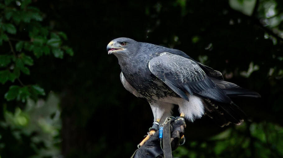 Greifvogel in Tellerfalle verendet in Lippersdorf