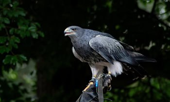 Greifvogel in Tellerfalle verendet in Lippersdorf