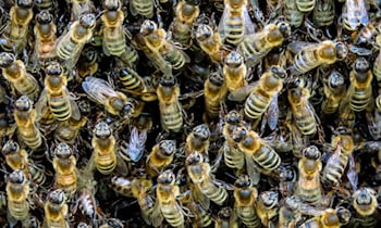 Versammlungen im Leipziger Zentrum: Pyrotechnik, Graffiti und Ermittlungen