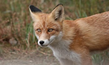 Fuchs löst Kollision zwischen zwei Autos auf B 98 in Wehrsdorf aus