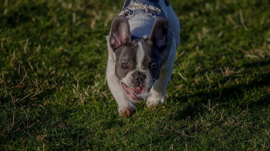 Renault-Flucht mit Drogen und Waffe in OT Gablenz