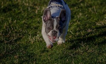Renault-Flucht mit Drogen und Waffe in OT Gablenz