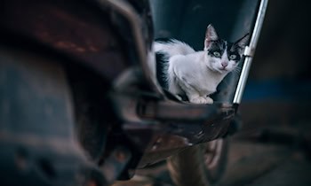 Trunkenheitsfahrt mit E-Roller in Limbach-Oberfrohna