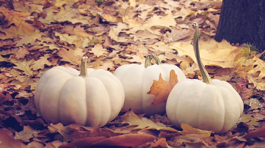 Kürbis auf Dach in Hoyerswerda verursacht Schaden