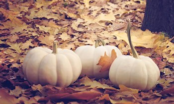 Kürbis auf Dach in Hoyerswerda verursacht Schaden