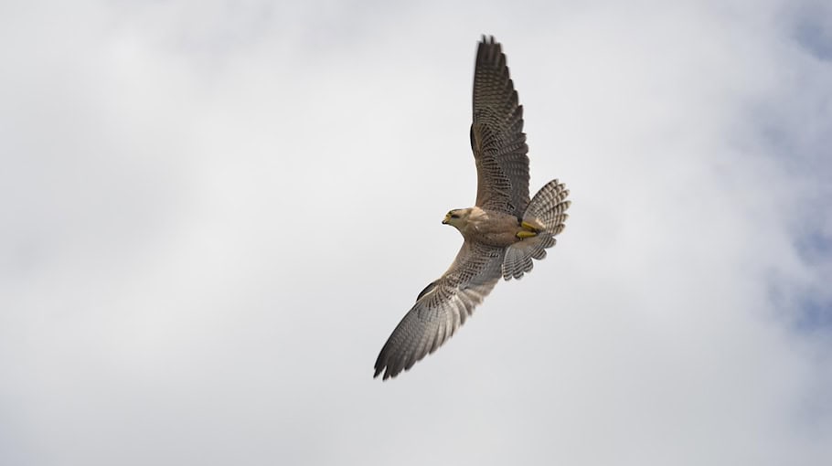 Zwei Verletzte nach Angriff am Tröndlinring in Leipzig