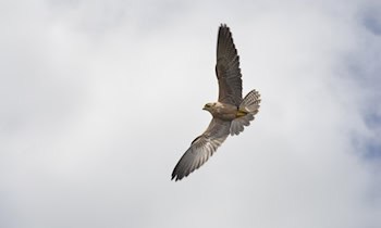 Zwei Verletzte nach Angriff am Tröndlinring in Leipzig