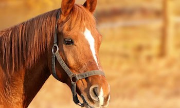 Pferd verletzt: Polizei sucht Zeugen