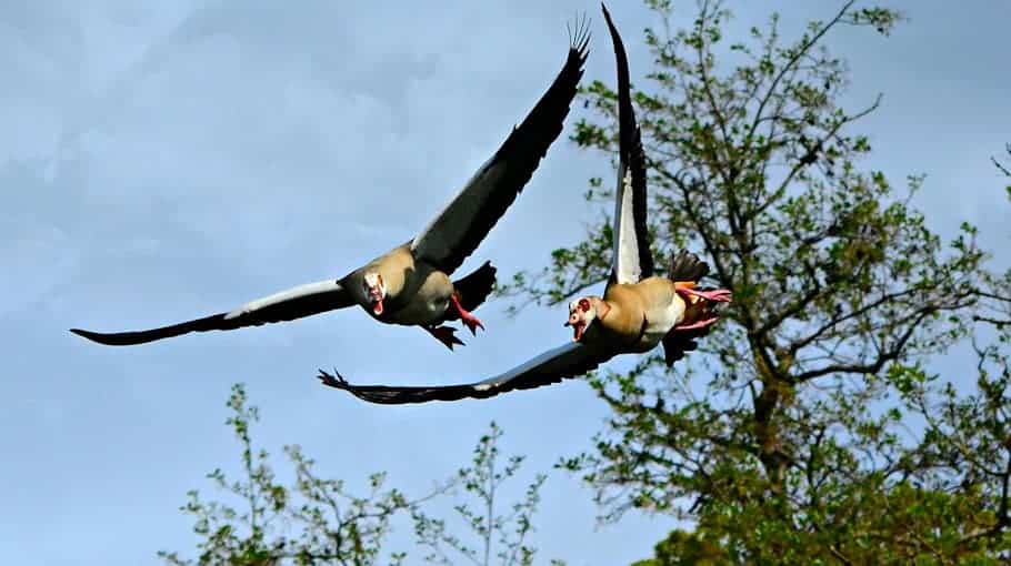 Verfolgungsjagd bis nach Tschechien: Falsches Kennzeichen und Festnahme