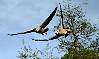 Verfolgungsjagd bis nach Tschechien: Falsches Kennzeichen und Festnahme