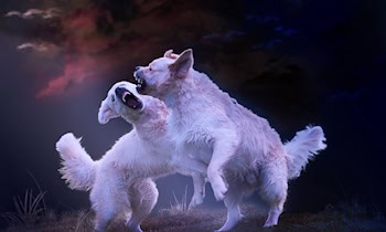 Zeugenaufruf nach Gewalt auf Leipziger Straße