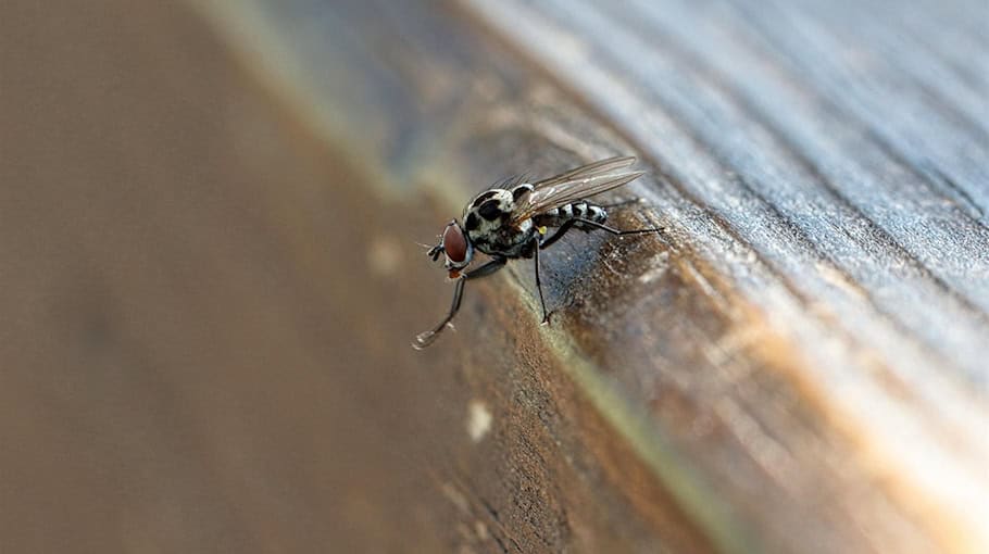 Mülltonnenbrand in Falkenstein verursacht 5.000 Euro Sachschaden
