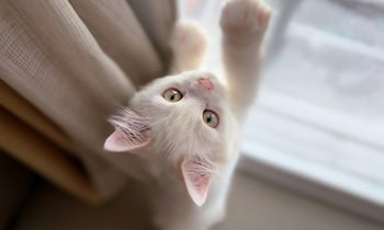 Nachtschicht mit Samtpfötchen in Kamenz