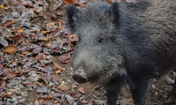 Pkw kollidiert mit Wildschwein auf S 108