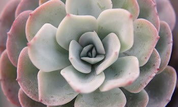 Jugendliche werfen Schneebälle auf Autos in Moritzburg