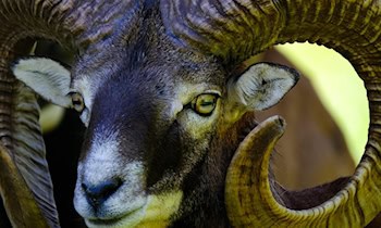 Fahrzeug kollidiert mit Mufflon in Oelsnitz