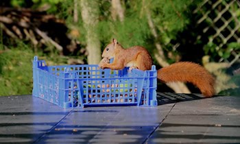 Trickdiebstahl bei 95-Jähriger in Kitzscher