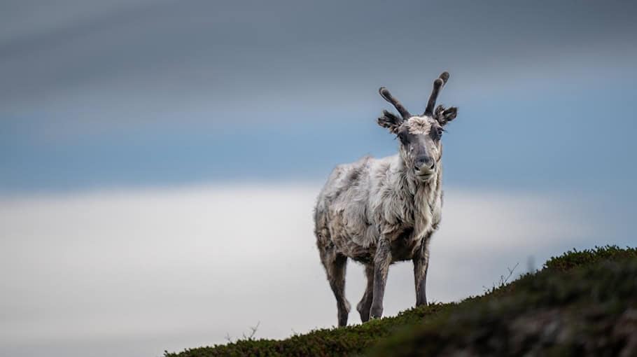Hirsch stirbt bei Zusammenstoß mit Pkw