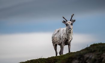 Hirsch stirbt bei Zusammenstoß mit Pkw