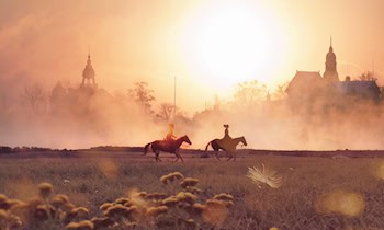 Vier schwarze Pferde in Bischofswerda gesichtet