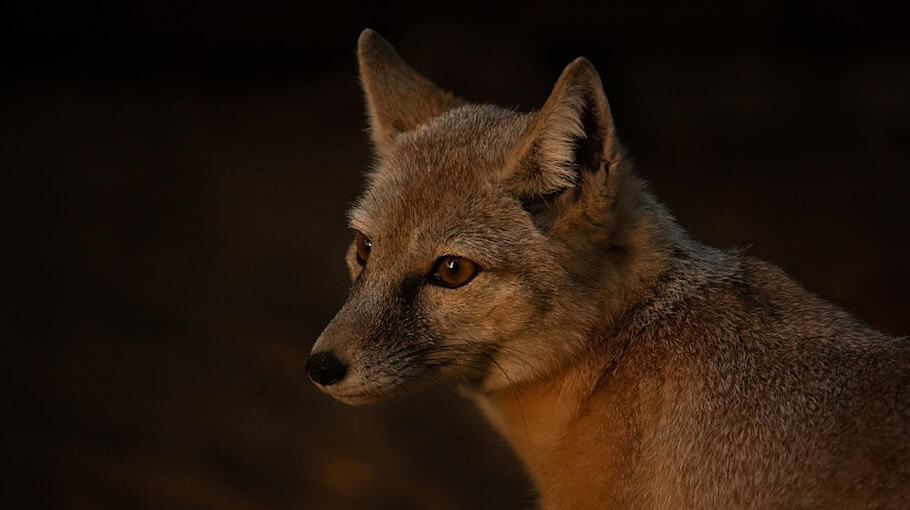 Wildunfall auf A4 bei Pulsnitz und Ohorn