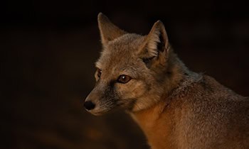 Wildunfall auf A4 bei Pulsnitz und Ohorn