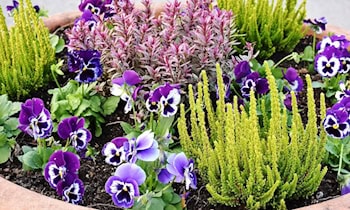 Pflanzkübel durch Böller beschädigt in Reichenbach