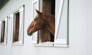 Scheunenbrand in Schwarzenberg-Grünstädtel: Bewohnerinnen gerettet