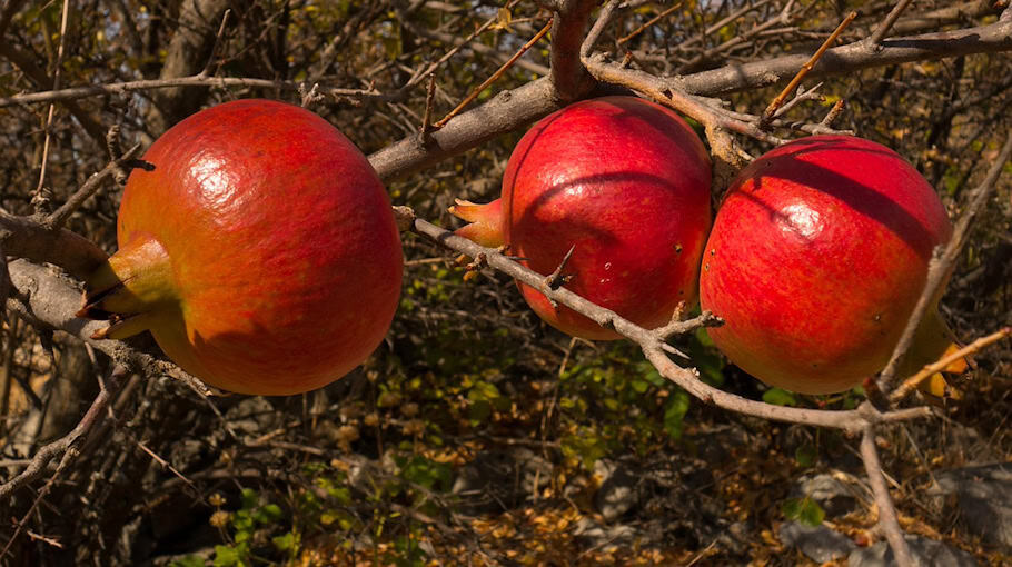Gefährlicher Granatenfund bei Garagenentrümpelung in Zwickau