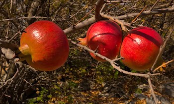 Gefährlicher Granatenfund bei Garagenentrümpelung in Zwickau