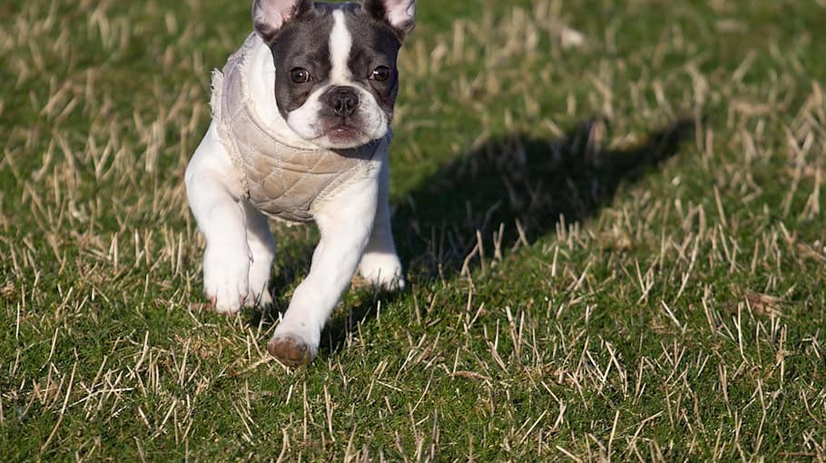 Tankstellen-Diebstahl und Verfolgungsjagd in Grimma