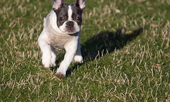 Tankstellen-Diebstahl und Verfolgungsjagd in Grimma