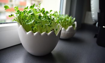 Drei Fensterbretter in Meißen gestohlen