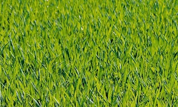 Zwei Spitzenreiter: 69 km/h zu schnell gemessen