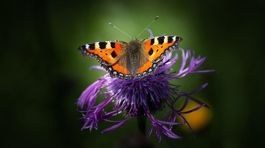 Kupfer-Fensterbretter und Blitzableiter in Dresden gestohlen