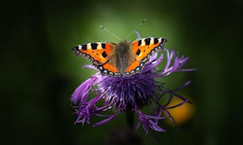 Kupfer-Fensterbretter und Blitzableiter in Dresden gestohlen