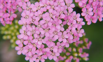 Einbruch in Gartenlaube in Görlitz