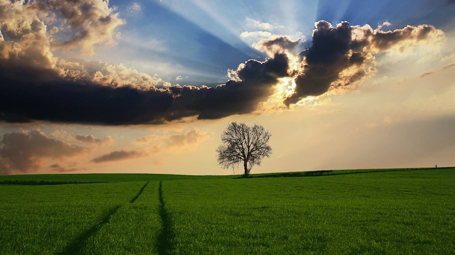 Jugendliche entwurzeln Baum in Annaberg-Buchholz