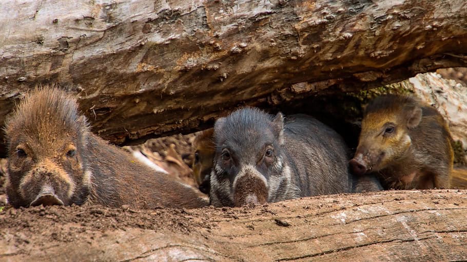Wildunfall bei Rosenbach-Mehltheuer: Pkw kollidiert mit Wildschweinen
