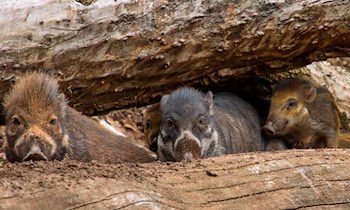 Wildunfall bei Rosenbach-Mehltheuer: Pkw kollidiert mit Wildschweinen