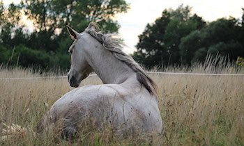 Ausgebüxte Pferde in Bischofswerda