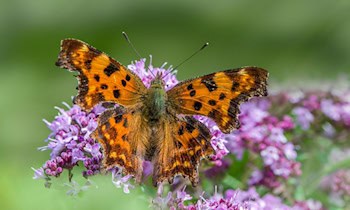 Einbruchsversuch an Firmengelände in Freital-Döhlen