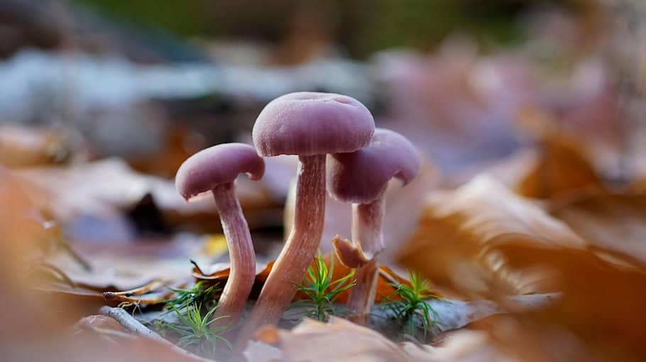 Mehrere Betrugshandlungen in Dresden