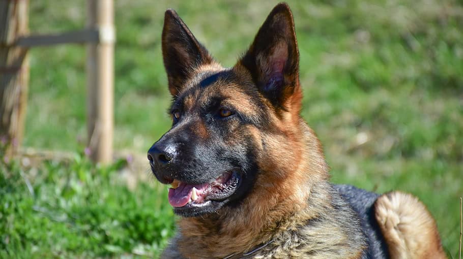 Schäferhund auf Parkplatz in Bautzen aufgefunden