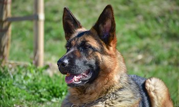 Schäferhund auf Parkplatz in Bautzen aufgefunden