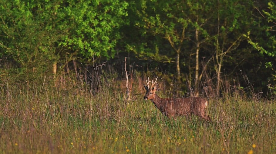 Wildunfall bei Bannewitz: Skoda erfasst Reh