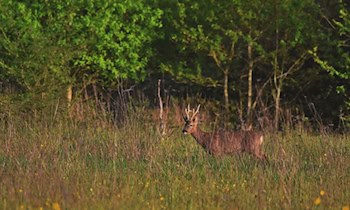 Wildunfall bei Bannewitz: Skoda erfasst Reh