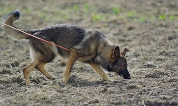 Audi flieht bei Verkehrskontrolle in Geringswalde