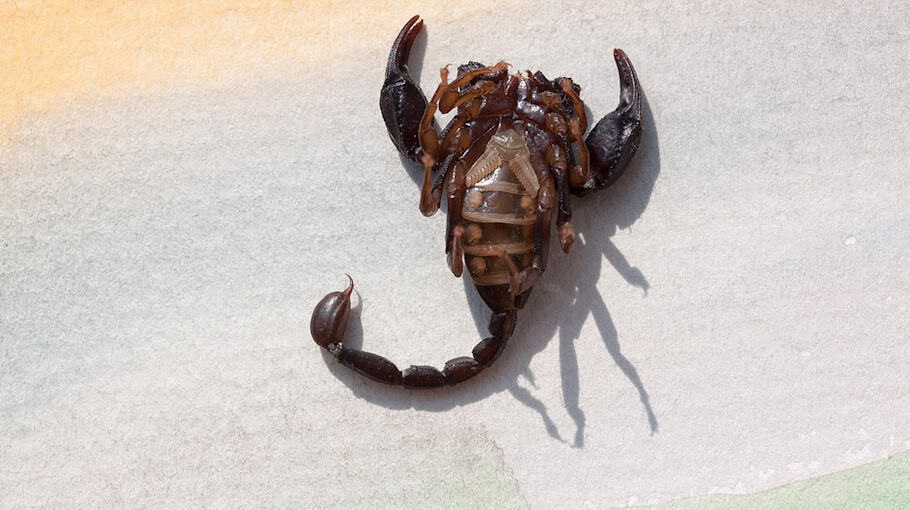 Reizgas- und Prügelattacke in City-Bahn