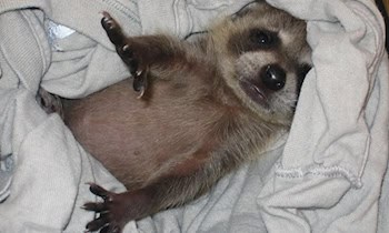 Waschbär verursacht Unfall zwischen Markersdorf und Friedersdorf